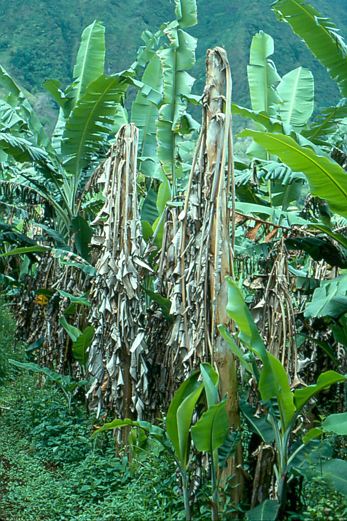 uploads/images/disease/panama wilt of banana.jpg